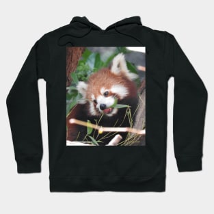 Red Panda Hoodie